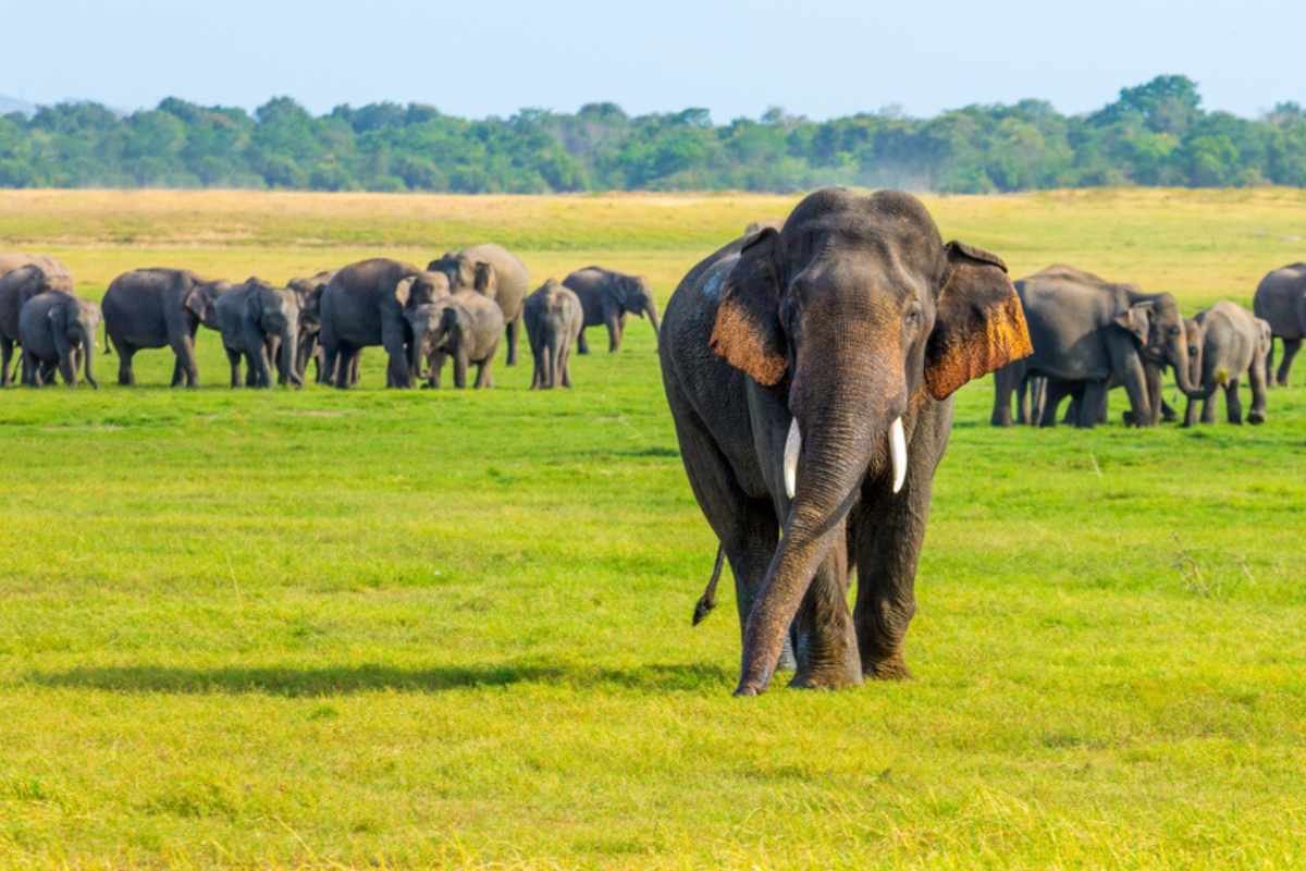 Where-to-See-Sri-Lankan-Elephants