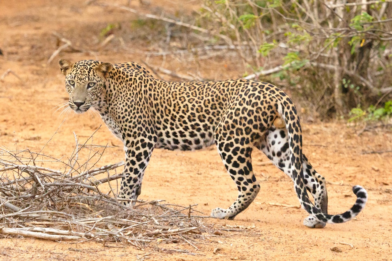 leopards-at-yala-national-park (1)